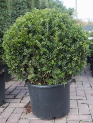 TAXUS baccata