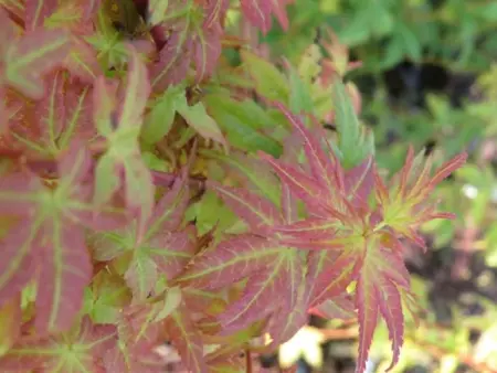 ACER palmatum 'Bi Ho' - image 5