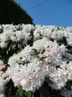 RHODODENDRON 'Jacksonii'