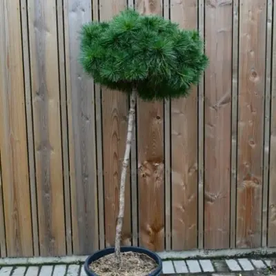 PINUS 'Breviflora'