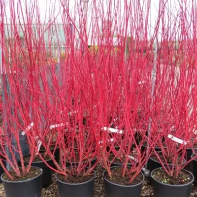 CORNUS alba 'Sibirica' - image 1