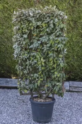 ELAEAGNUS x ebbingei 'Compacta'