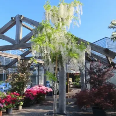 WISTERIA floribunda 'Alba'