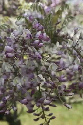 WISTERIA brachybotrys 'Showa-beni'