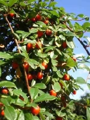 COTONEASTER dammeri