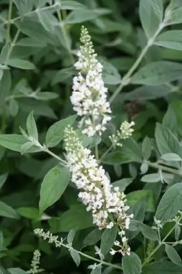 BUDDLEJA 'White Chip'