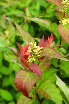 DIERVILLA rivularis 'Kodiak Orange'