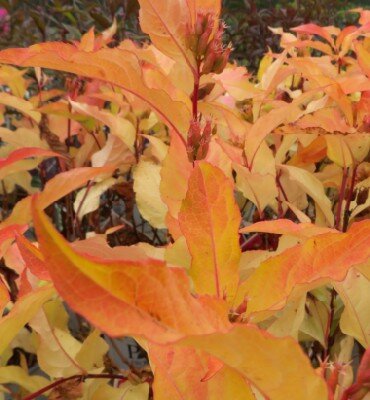 DIERVILLA rivularis 'Kodiak Orange' - image 4