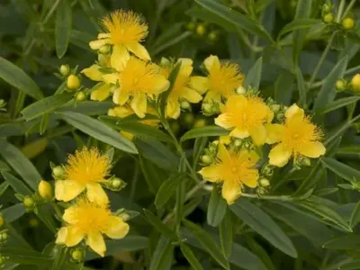 HYPERICUM kalmianum 'Sunny Boulevard'