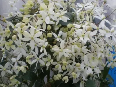 CLEMATIS armandii