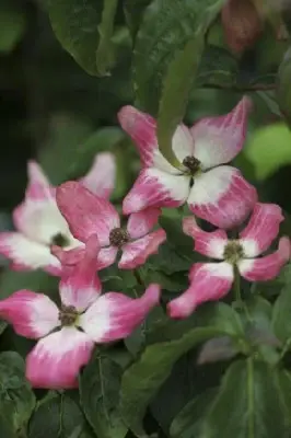 CORNUS kousa 'Heart Throb'