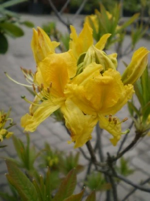 RHODODENDRON luteum