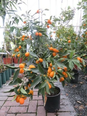 CITRUS japonica (Kumquat)