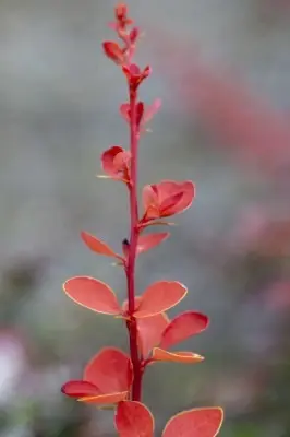 BERBERIS thunbergii 'Green Carpet'