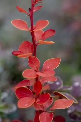 BERBERIS thunbergii 'Green Carpet' - image 2