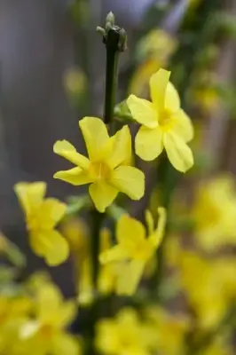 JASMINUM nudiflorum