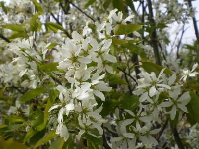 AMELANCHIER x grandiflora 'Robin Hill'