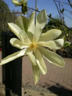 MAGNOLIA 'Gold Star'