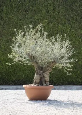 OLEA europaea