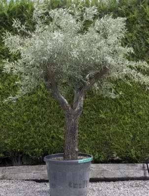 OLEA europaea