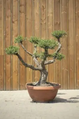 OLEA europaea - image 2