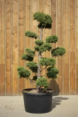 JUNIPERUS chinensis 'Olympia'