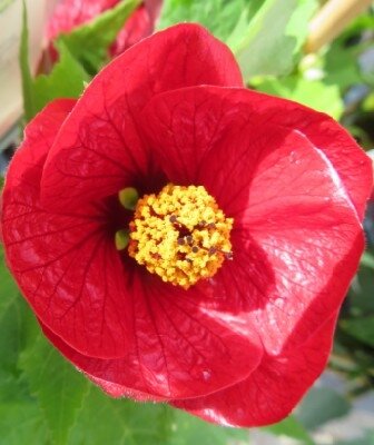 ABUTILON 'Red Dragon'