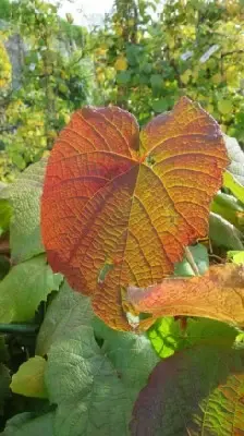 VITIS coignetiae