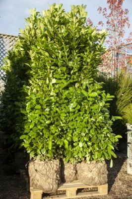 PRUNUS laurocerasus 'Rotundifolia'