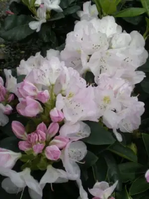 RHODODENDRON 'Gomer Waterer'