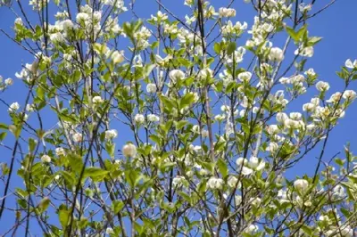 CORNUS florida - image 2