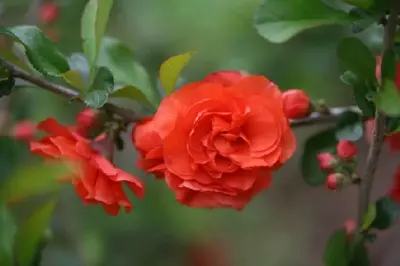 CHAENOMELES speciosa 'Orange Storm'