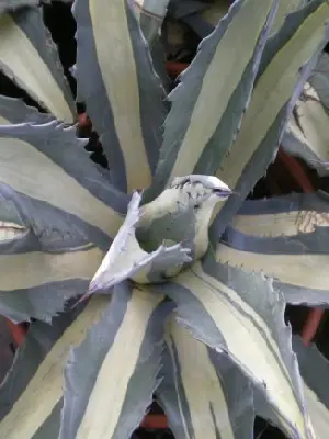 AGAVE americana 'Mediopicta' - image 2