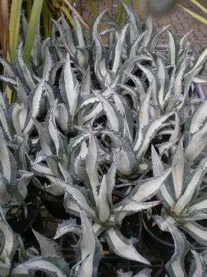 AGAVE americana 'Mediopicta' - image 2