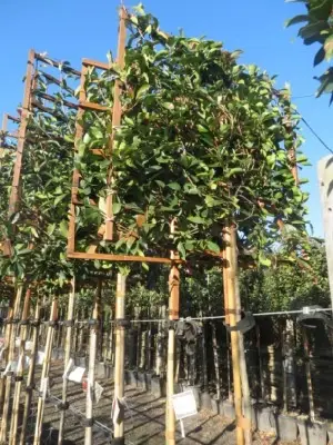 PHOTINIA x fraseri 'Red Robin'