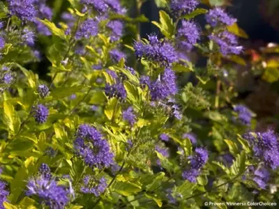 CARYOPTERIS clandonensis 'Sunny Blue' - image 1