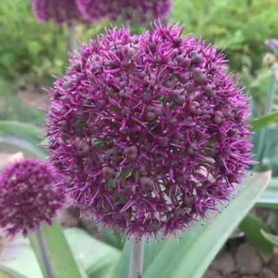 ALLIUM 'Ostara'