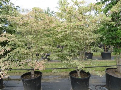 CORNUS florida 'Daybreak' - image 4