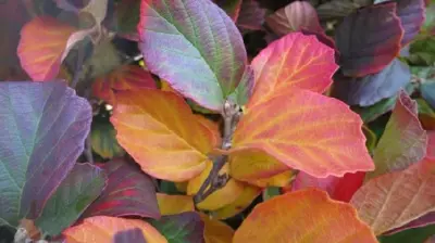 FOTHERGILLA major
