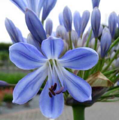 AGAPANTHUS 'Full Moon' - image 2
