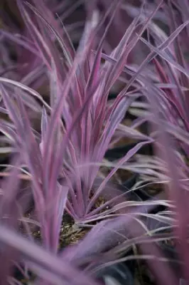 CORDYLINE australis 'Pink Passion' - image 1