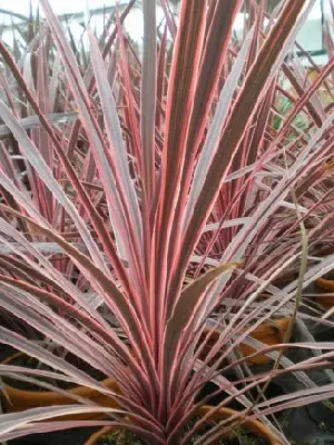 CORDYLINE australis 'Charlie Boy'