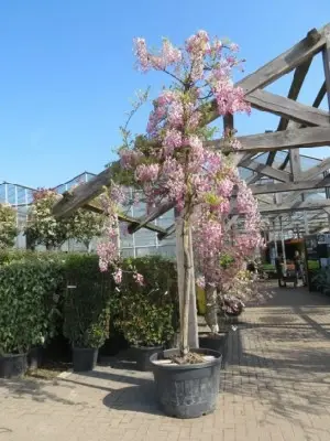 WISTERIA floribunda 'Rosea' - image 3