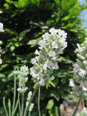 LAVANDULA angustifolia 'Beezee White'