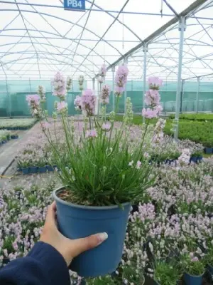 LAVANDULA angustifolia 'Beezee Pink'