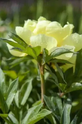 PAEONIA 'Wonderful Snow White' - image 1