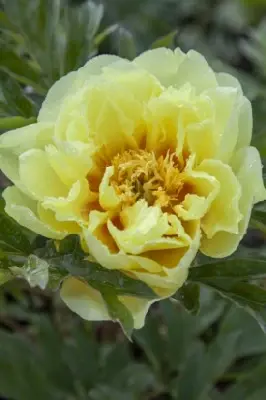 PAEONIA 'Enchanting Pink Elsa' - image 2