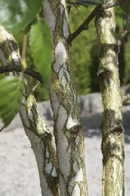 BETULA utilis jacquemontii 'Doorenbos'