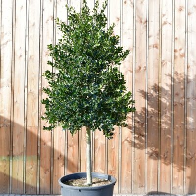 ILEX aquifolium 'J.C. van Tol' - image 2