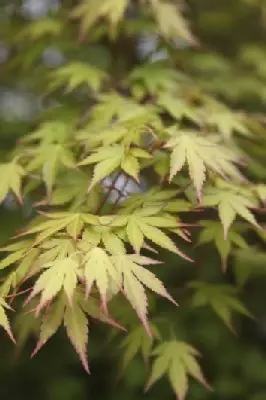 ACER palmatum